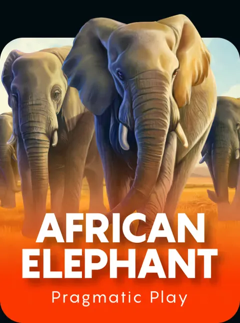 African Elephant